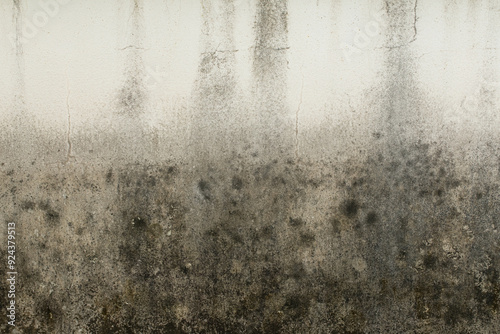 Green moss and rain stains on cement wall