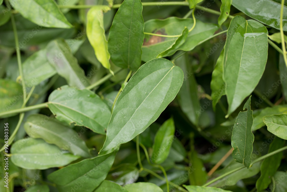 Tiliacora triandra Fresh Bamboo grass or Bai Ya Nang Leaves has medicinal properties and is high in chlorophyll Tiliacora triandra Fresh Bamboo grass or Bai Ya Nang Leaves has medicinal properties and is high in chlorophyll