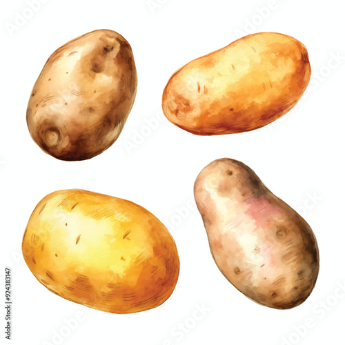 watercolor painting of potato four collection isolated