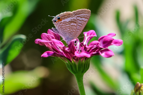 Farfalla su fiore photo