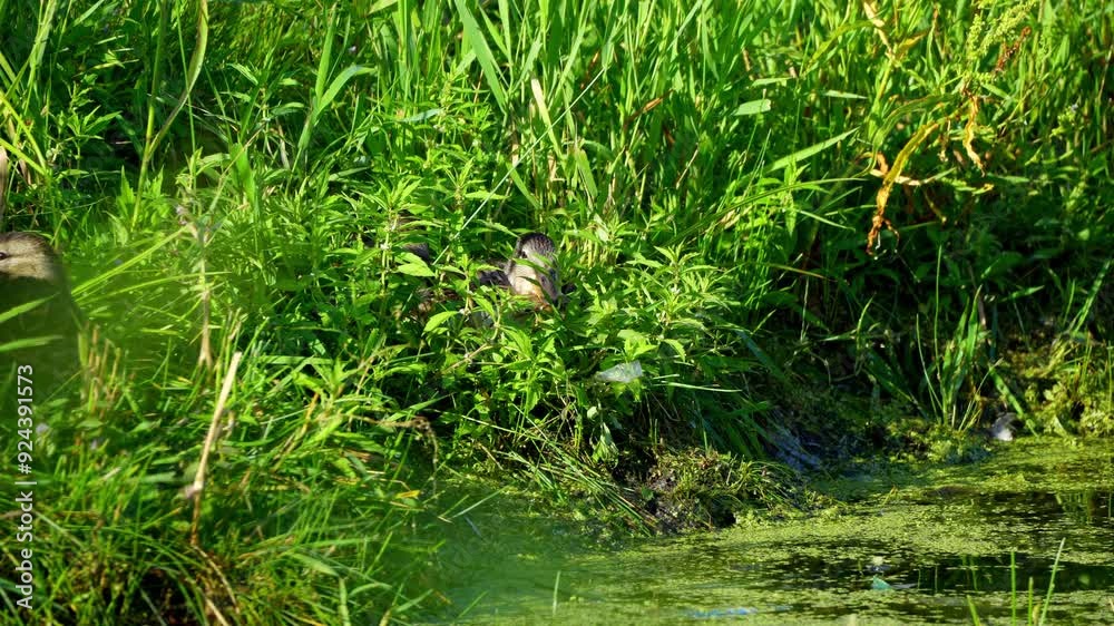 Video series of Mallard duck families on a lush Canadian lake in summer. Captures swimming, feeding, and family interactions in a serene, natural setting. Ideal for nature and wildlife projects. Video series of Mallard duck families on a lush Canadian lake in summer. Captures swimming, feeding, and family interactions in a serene, natural setting. Ideal for nature and wildlife projects.