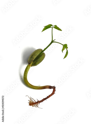 Strong roots Seed Afzelia xylocarpa (Makha seeds) on the ground on white background. photo