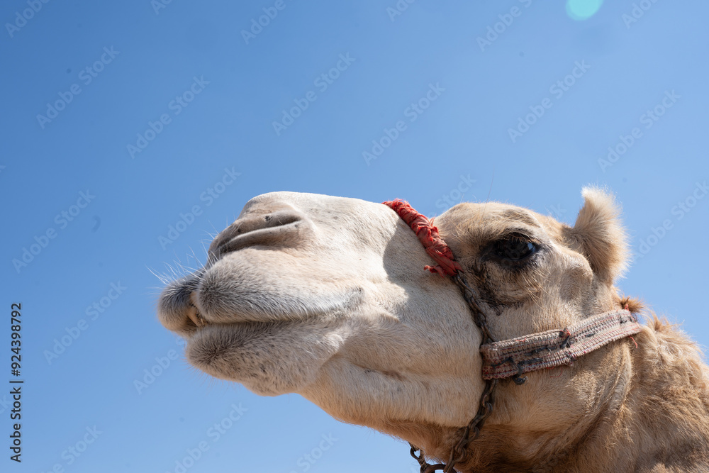 Fototapeta premium Looking Up At Camel, Doha Qatar