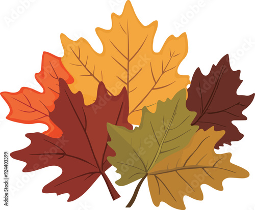 Autumn Maple Leaves Collection