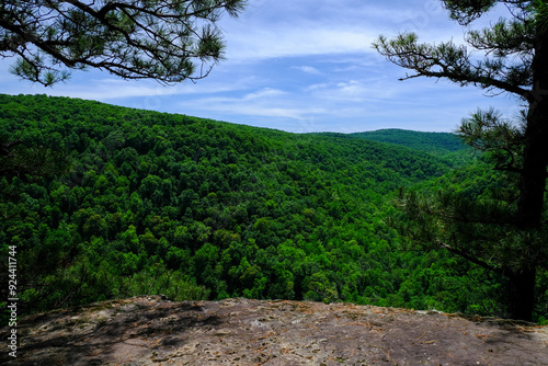 trees in the mountains