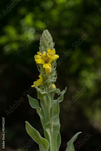 yellow flower in the spring