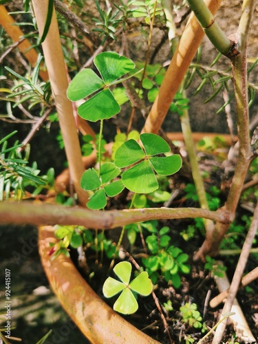 four leaf clover