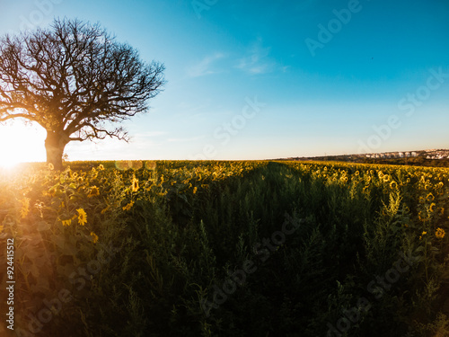 sunset over the field
