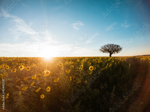 tree in the field