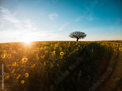 tree in the field
