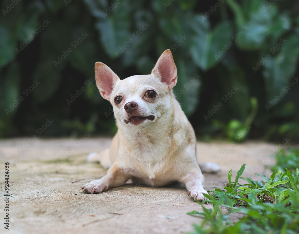 cute brown short hair chihuahua dog lying down on cement floor in the garden, looking up curiously. cute brown short hair chihuahua dog lying down on cement floor in the garden, looking up curiously.