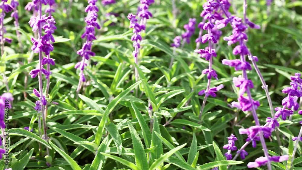 Purple Salvia Flowers in Bloom