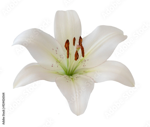 White flower. Lily isolated on transparent background.