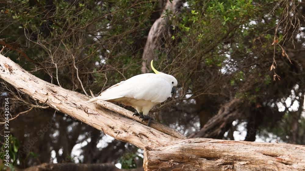 Cockatoo on Tree Branch in Lorne Cockatoo on Tree Branch in Lorne