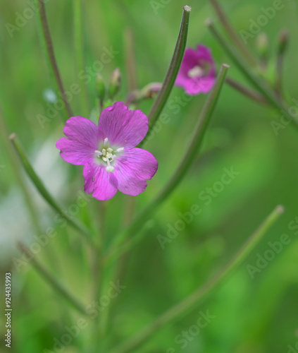 Beautiful close-up of epibolium hirsutum