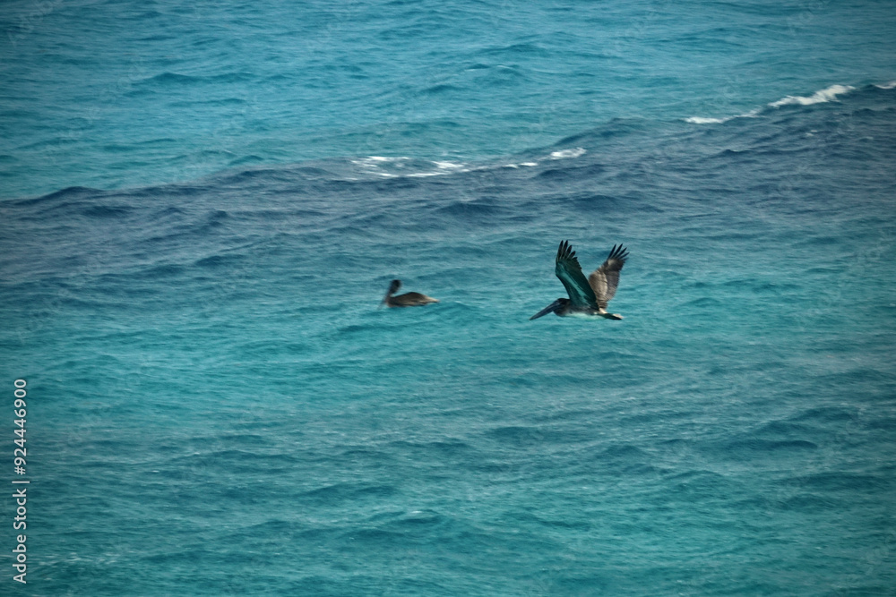 Naklejka premium birds fishing in the blue water ocean