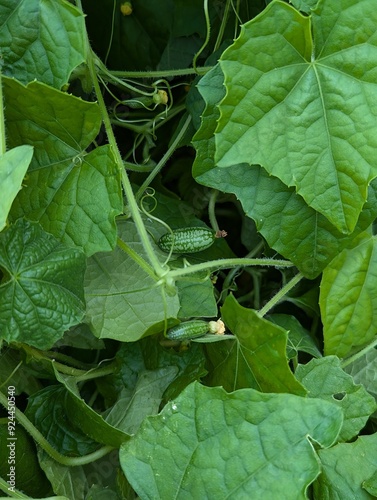 Melothria Pflanze - Blätter, Blüten und Früchte einer mexikanischen Minigurke  photo