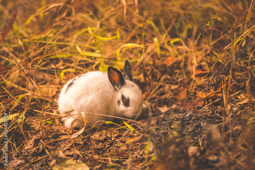 white rabbit in autumn grass