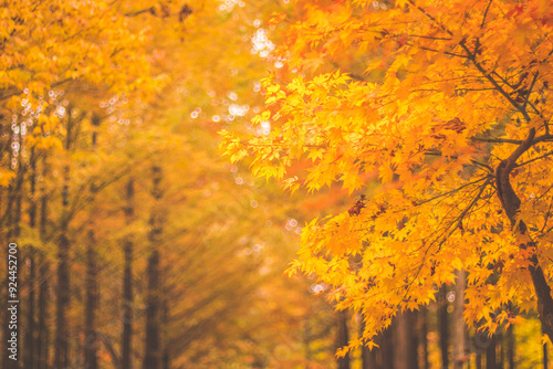 autumn leaves in the forest