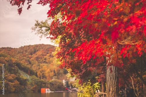 autumn trees at the lake