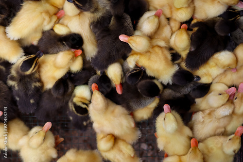 A flock of ducklings. Top view of cute duck on animal market