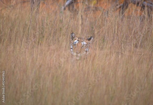 Tiger hiding in the tall grasses camouflaged and preparing to hunt with use of selective focus