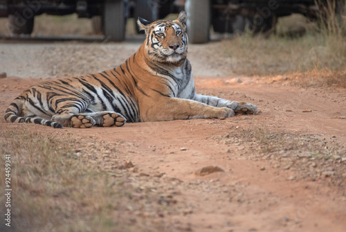 Close up of a resting tiger on the forest road in a tiger reserve safari with use of selective focus