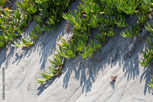 Carpobrotus edulis ice plant growing on sand dune creating shadows photo