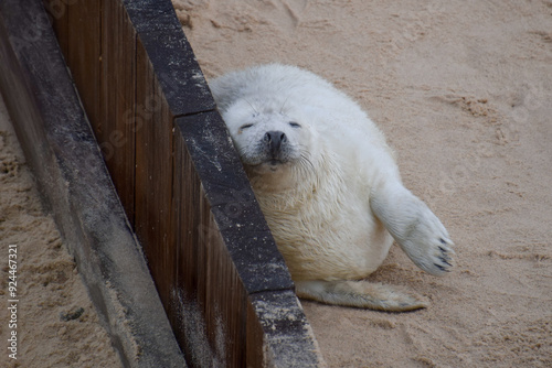 Smiling seal