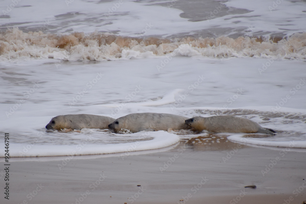Fototapeta premium Seals on waters edge