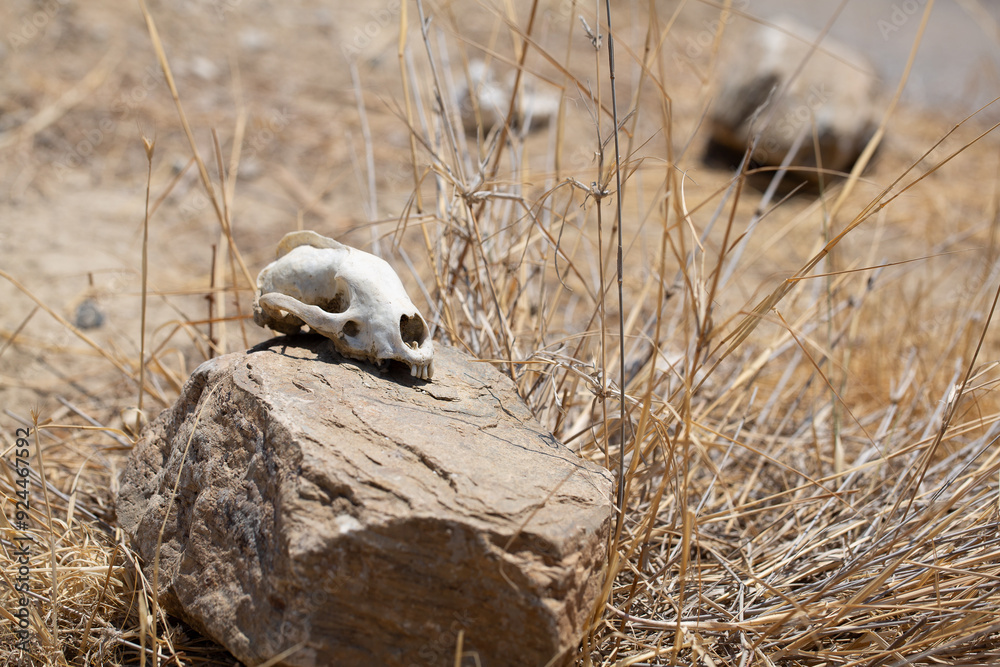 Fototapeta premium Animal skull sitting on rock in desert grassland