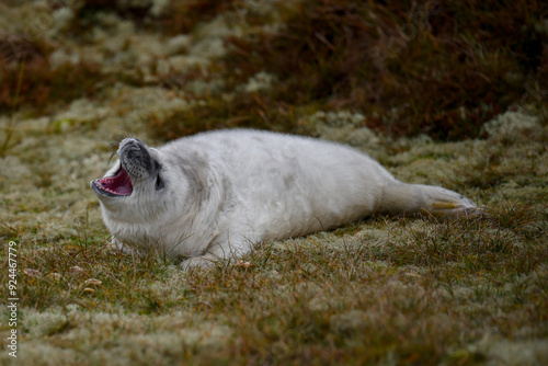 Yawning sea on dunes
