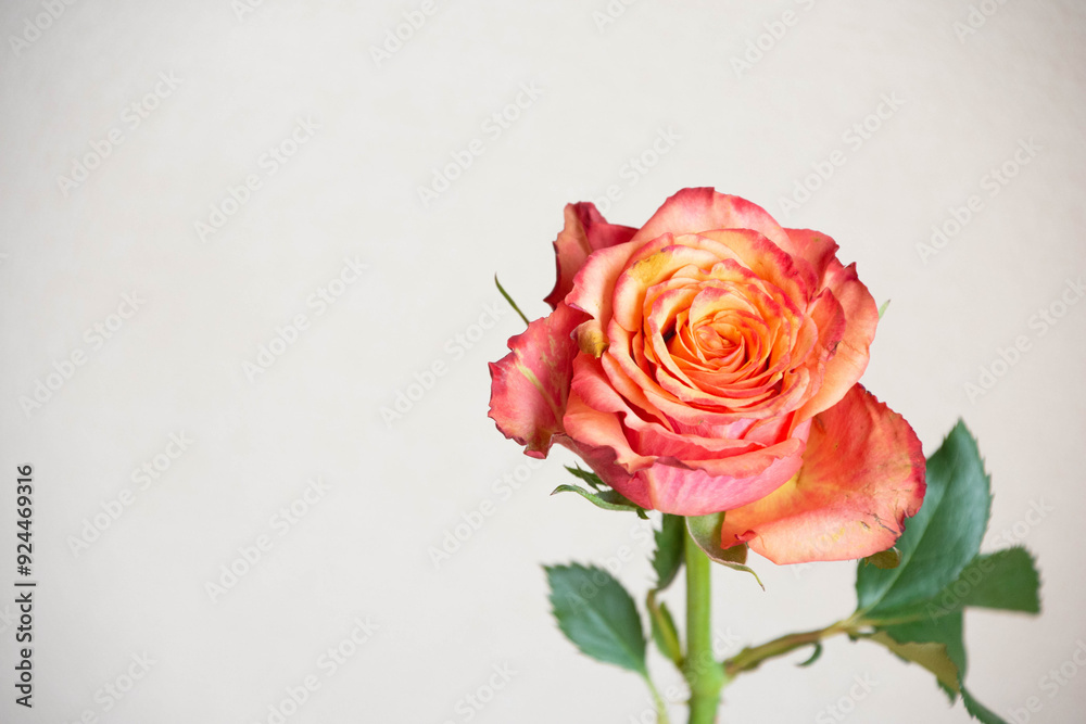 グラデーションカラーのバラ