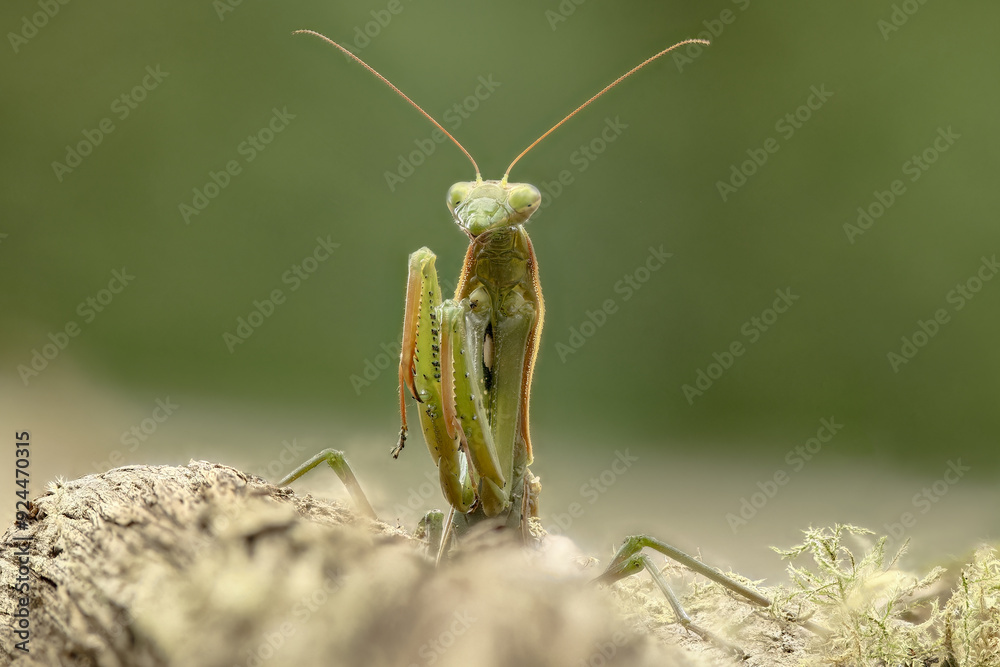 Green mantis hanging from a branch waiting for prey Green mantis hanging from a branch waiting for prey