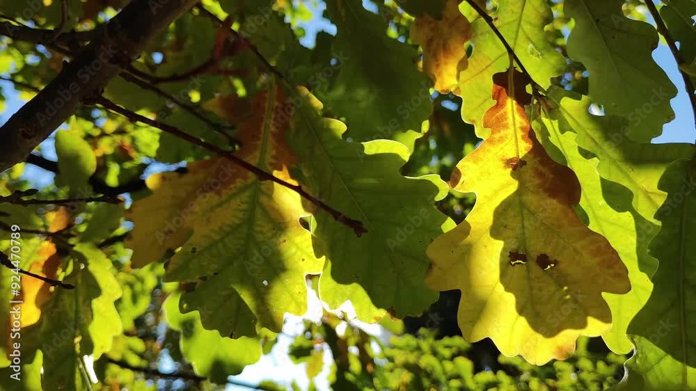 Closeup of autumn oak tree leaves glowing in sunlight, creating a beautiful scene in a forest Closeup of autumn oak tree leaves glowing in sunlight, creating a beautiful scene in a forest