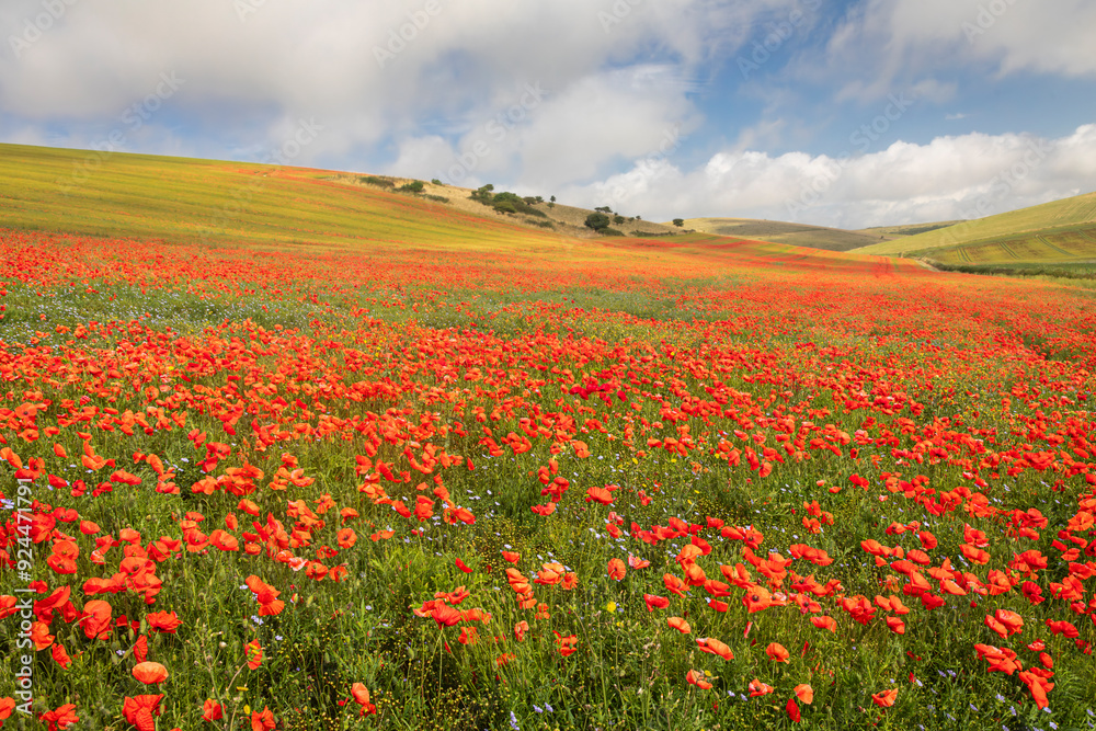 Poppy fields on the south downs between Woodingdean and Rottingdean Brighton east Sussex south east England UK Poppy fields on the south downs between Woodingdean and Rottingdean Brighton east Sussex south east England UK