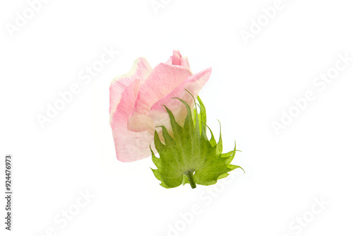 flowers and leaves of upland cotton isolated on a white background