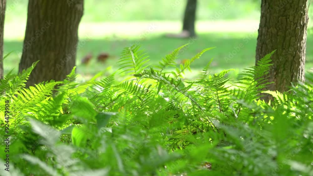 Serene park bench scene with lush greenery and dappled sunlight in 4k slow motion 60fps Serene park bench scene with lush greenery and dappled sunlight in 4k slow motion 60fps