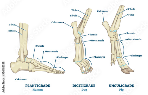 Plantigrade, Digitigrade and Unguligrade comparison illustration, transparent background. Educational labeled structure scheme with human, dog and pig legs collection. Bone skeleton parts.