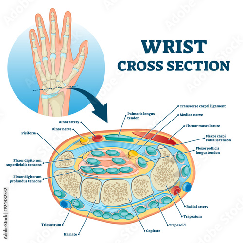Wrist cross section educational structure scheme illustration, transparent background.Anatomical labeled arm research with physiological description and explanation.