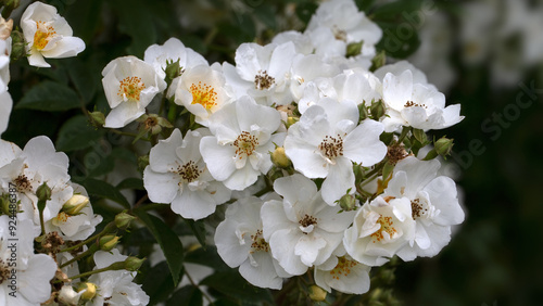 Flowers of Rosa 'Seagull' in a garden in early summer