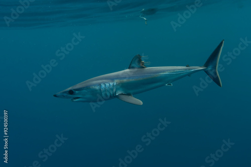 Mako shark, Isurus oxyrinchus, in Baja California, Mexico