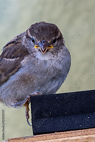 moineau des villes
