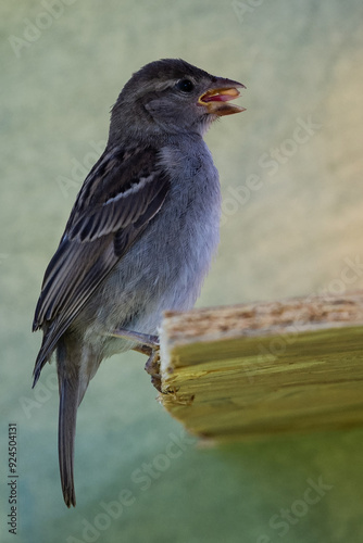 moineau des villes