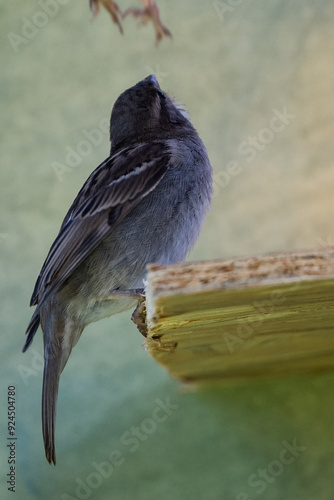 moineau des villes