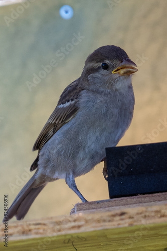 moineau des villes