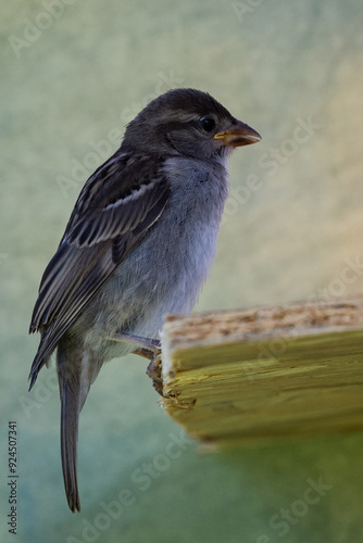 moineau des villes