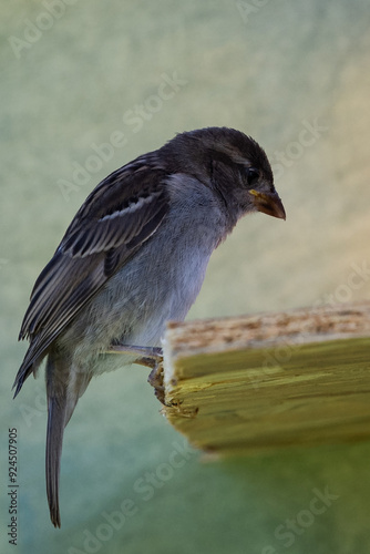 moineau des villes
