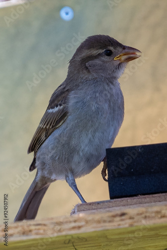 moineau des villes