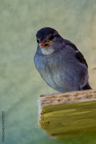 moineau des villes